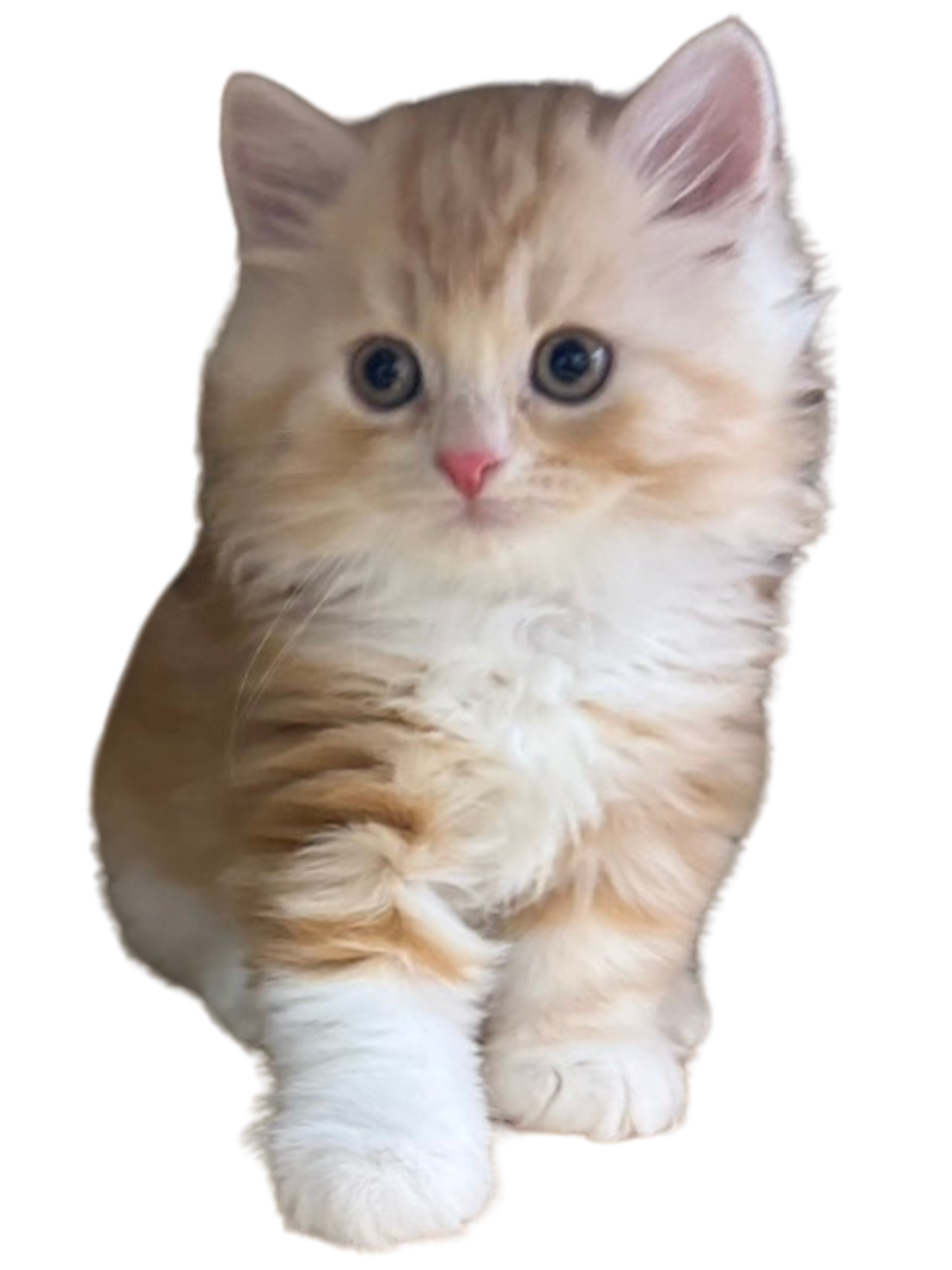 キールくん メイン写真